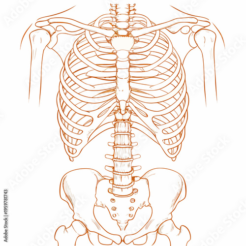 Anatomical drawing of the human ribcage spine and pelvic bones