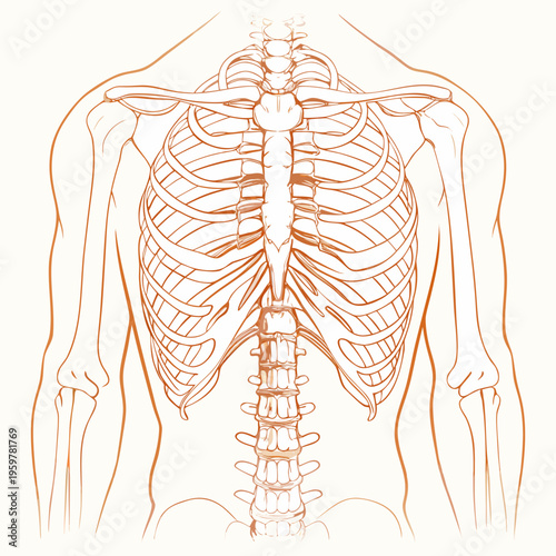 Anatomical illustration of the human ribcage spine and shoulder girdle