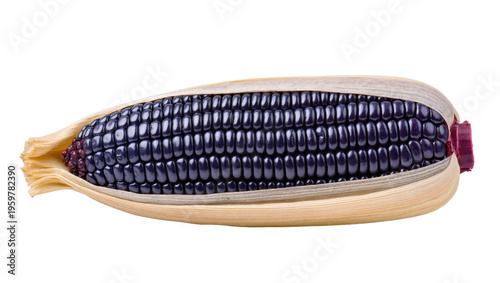 Tableau sur toile Freshly harvested vibrant purple maize ear, husk partially open to reveal glossy