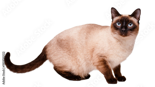 Photos Graceful Siamese feline with captivating blue eyes and traditional dark seal poi