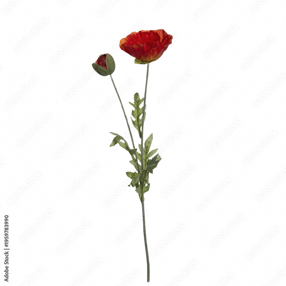 Fototapeta premium Lone Red Poppy Flower with Bud and Green Leaves