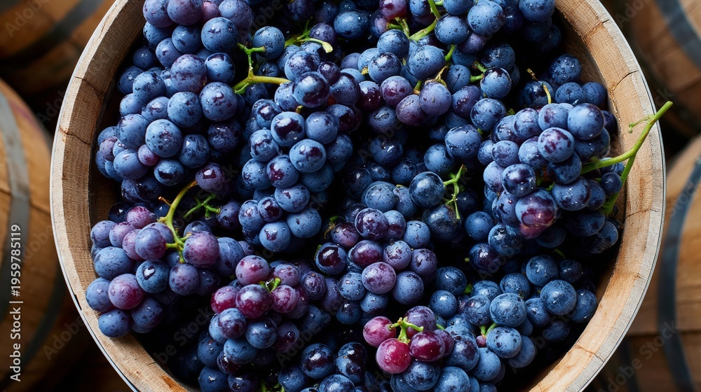 Fototapeta premium Freshly harvested blue grapes in a wooden bowl, surrounded by rustic wooden barrels, showcasing the natural beauty of vineyard produce