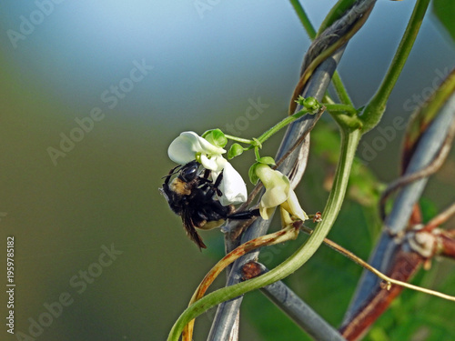 Εκτύπωση καμβά Carpenter bee feeding on white bean flower