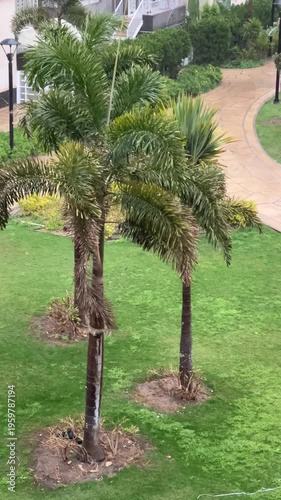 Palm Trees in Garden During Rain – Tropical Nature Background with Raindrops