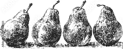 Vintage engraving of four pears standing in a row with detailed texture and shading