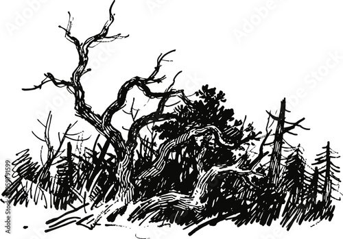 Black and white sketch of barren twisted trees and dense forest underbrush drawing