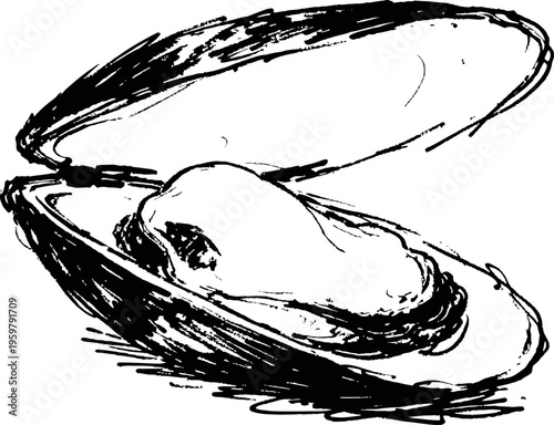 Open clam shell with pearl inside hand drawn oyster mollusk illustration marine seafood delicacy vector sketch