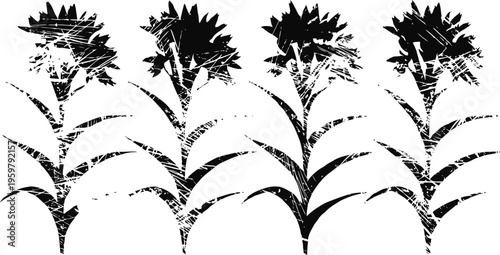 Black and white silhouette of flowering plants with elongated leaves and multiple blooms