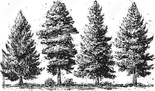 Four detailed vintage pine tree illustrations in black and white, hand drawn conifer forest elements