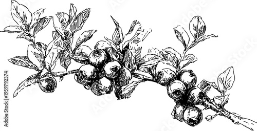 Hand drawn blueberry branch with ripe berries and leaves, vintage botanical illustration line art