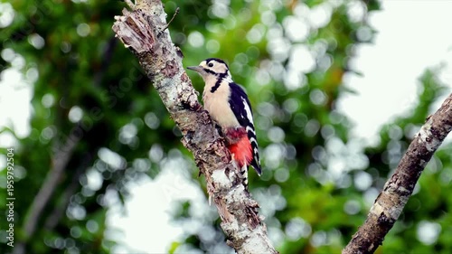 Great Spotted Woodpecker On A Tree Trunk With Vibrant Red Tail