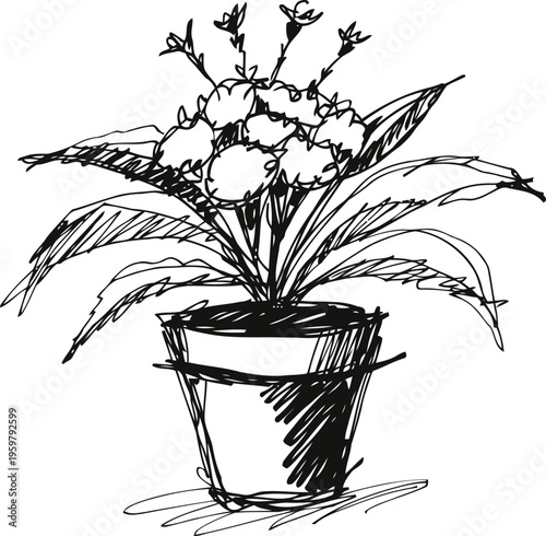 Potted flowering plant sketch with long leaves and clustered round blooms in simple black ink
