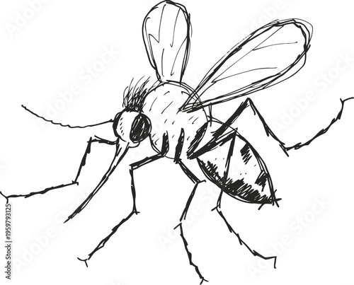 detailed black and white sketch of a mosquito insect with wings and long proboscis