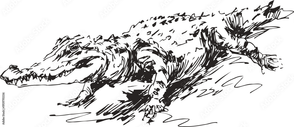 Fototapeta premium Sketch of a crocodile in motion with dynamic ink strokes and textured details on white background