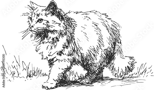 Fluffy cat walking on grass hand drawn black and white ink sketch of a domestic long haired feline outdoor