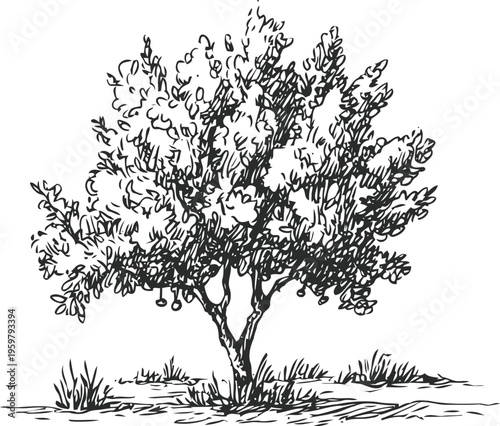 Hand drawn apple tree sketch with leaves and fruit in garden or orchard scene