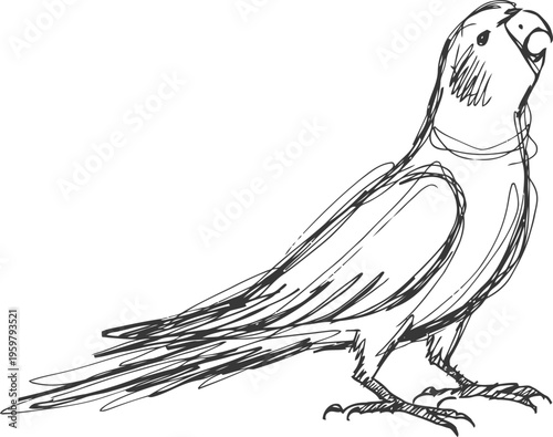 Hand drawn parrot sketch black and white outline drawing of exotic bird with long tail and curved beak