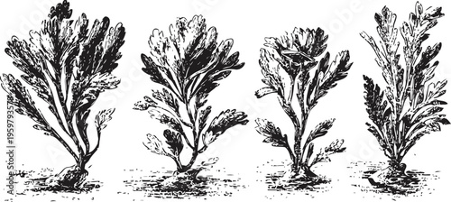 hand drawn vintage botanical illustration of four distinct seaweed varieties in black and white