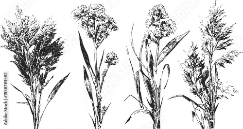 black and white illustrations of four different sorghum plants with detailed leaves and seed heads