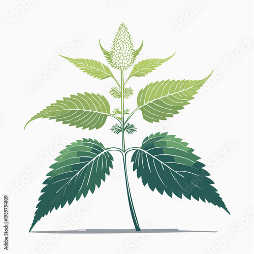 Brennnessel Heilpflanze botanische Vektor Illustration