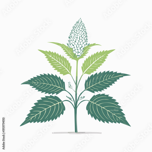 Brennnessel Heilpflanze botanische Vektor Illustration