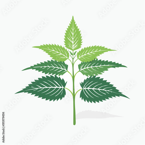 Brennnessel Heilpflanze botanische Vektor Illustration