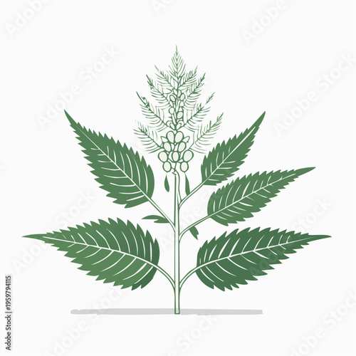 Brennnessel Heilpflanze botanische Vektor Illustration