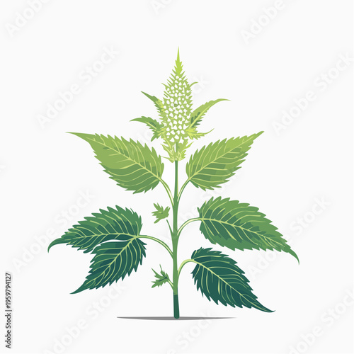 Brennnessel Heilpflanze botanische Vektor Illustration