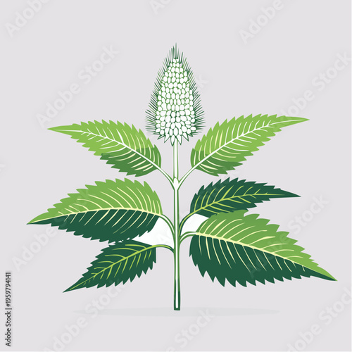 Brennnessel Heilpflanze botanische Vektor Illustration