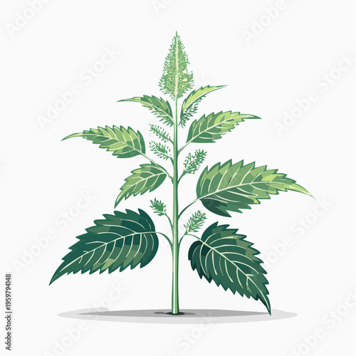 Brennnessel Heilpflanze botanische Vektor Illustration