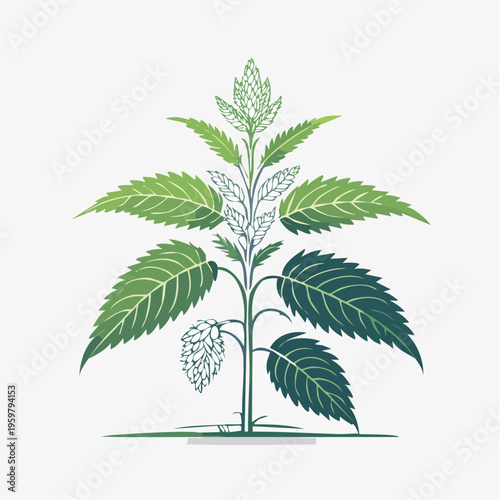 Brennnessel Heilpflanze botanische Vektor Illustration