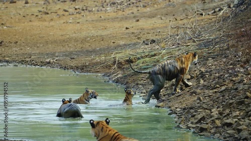 Bengal Tiger Group Near Water In Natural Forest
