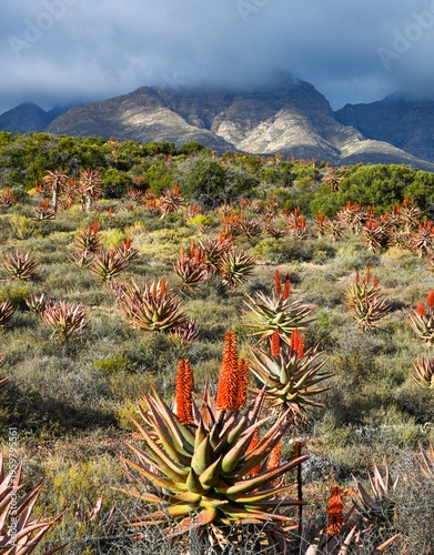 A glade of aloes below mist shrouded Kammanassie mountains.