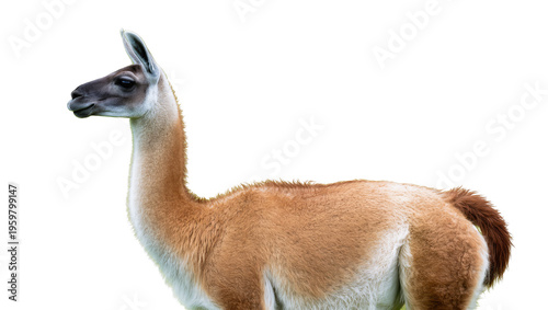 Φωτογραφία A guanaco stands calmly looking left, showcasing its unique fur and graceful nec