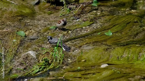 White Wagtail And Sparrow Bird Bathing In The Water
