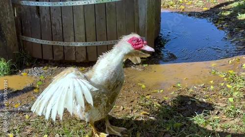 Large Male Muscovy Duck Flapping Wings Near Water