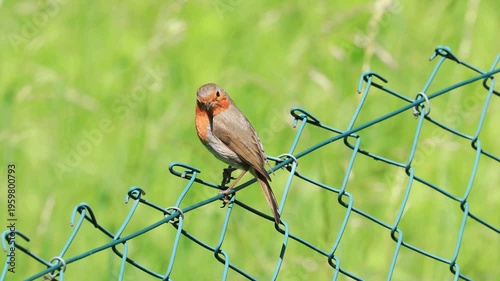 A European Robin Sits On A Metal  Wire In The Forest.