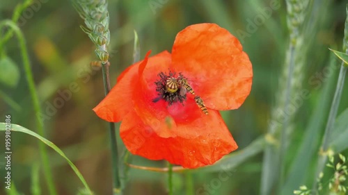 Honey Bee Collecting Pollen From Vibrant Red Poppy Flower