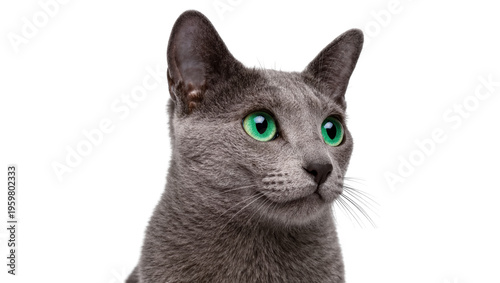Studio shot of a graceful Russian Blue cat with vibrant green eyes, looking to the side