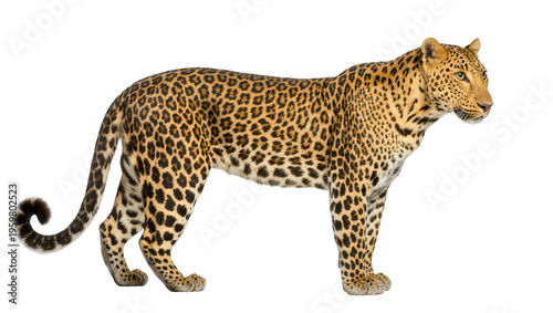 Striking leopard with characteristic spotted fur standing alertly in a full-body profile