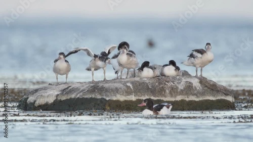ducks resting on by sea rock 