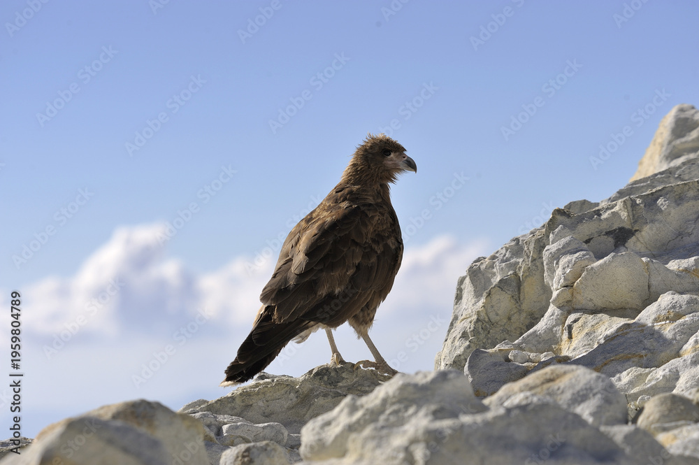 Fototapeta premium A juvenile mountain caracara - Phalcoboenus megalopterus - in the high Andes in Southern Peru. Still a juvenile it is mostly brown