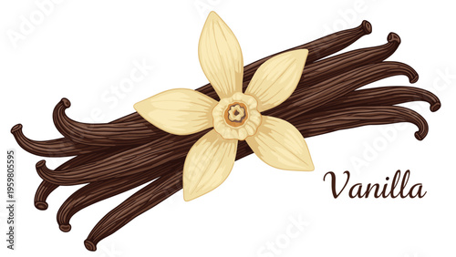 Detailed illustration of brown vanilla bean pods with a beautiful cream colored vanilla orchid flower and text label on a white background.