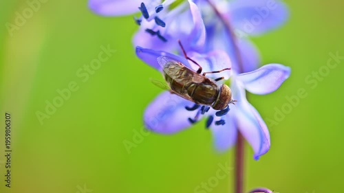 Hoverfly lands on a purple flower. It moves gently among petals. Background is soft green blur. This footage shows nature's quiet beauty. Ideal for eco-themed projects or spring content