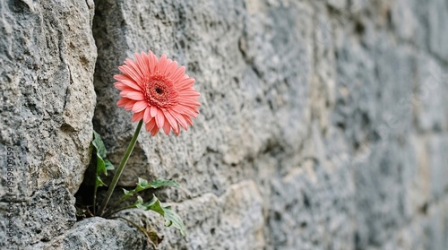 Pink gerbera flower growing from stone wall against natural background  