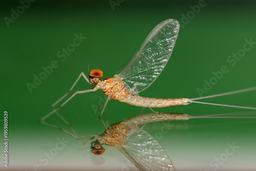 Mayfly Spinner Sitting on a Reflective Surface. Adult mayfly imago (Baetis sp.) male with turbinate eyes resting on glass with reflection, macro close-up.  