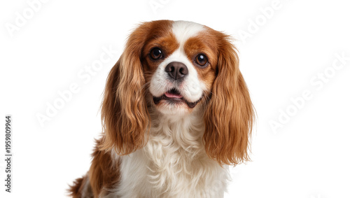 Canvas-taulu Adorable purebred Blenheim Cavalier King Charles Spaniel looking at camera with