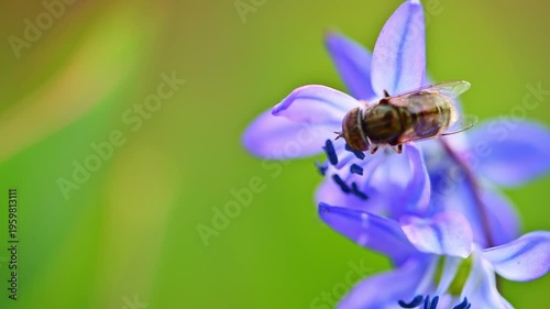 Honeybee lands on a delicate purple flower