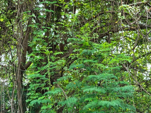 Billede på lærred Lush Moringa oleifera plants and tropical vegetation in a wild natural garden