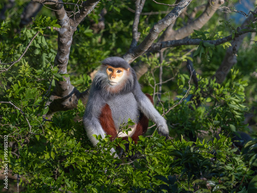 Portrait of a langur on Son Tra Peninsula, Vietnam